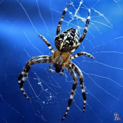 Павук плете свою павутину, використовуючи шовк