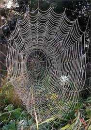 Spider își țese țesătura folosind mătase