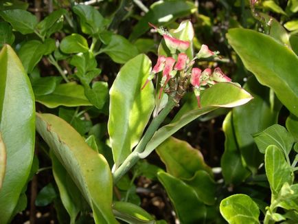 Pedilanthus fotók, nézetek és hogyan törődik növények