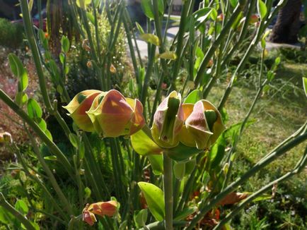 Pedilanthus fotók, nézetek és hogyan törődik növények