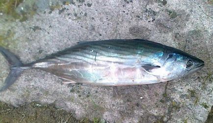 Pelamida - pește util