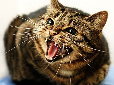 Mutarea - modul în care pisica va reacționa la ea psihologie și comportament