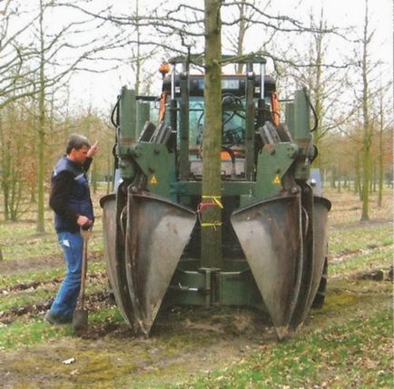 Transplant pe scară largă de iarnă de plantare copaci mari - pe scară largă peisaj de design -