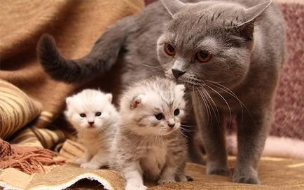 Перша вагітність кішки