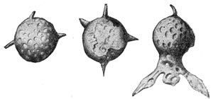 Primele creaturi vii de pe planeta noastră - enciclopedia copiilor (prima ediție)