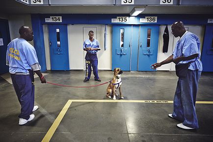 Dog szeret még a börtönben „, mint segítik egymást a fogvatartottak és a hajléktalan kutyák - hírek