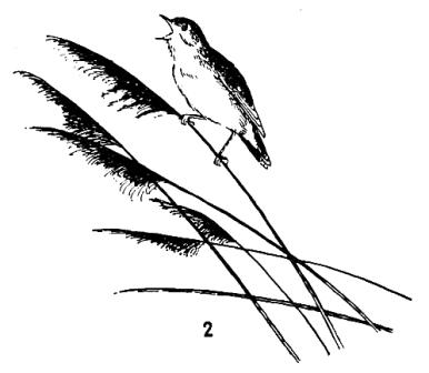 Songbirds - cricket obișnuit