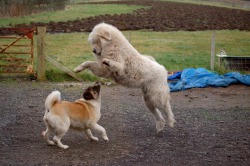 Pyrenean Mountain Dog rasa descriere, pret, fotografie