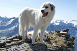 Pyrenean Mountain Dog rasa descriere, pret, fotografie
