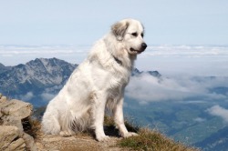 Pyrenean Mountain Dog rasa descriere, pret, fotografie