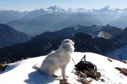 Піренейський гірський собака опис породи, ціна, фото