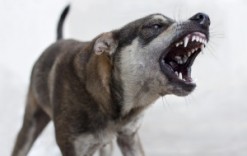 Pyrenean Mountain Dog rasa descriere, pret, fotografie