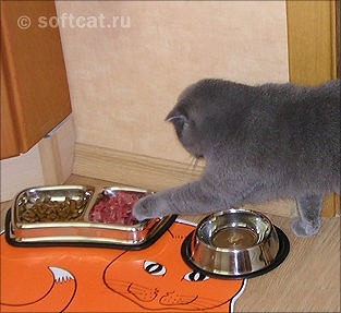 Харчування - шотландська кішка bonna