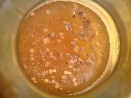 Mold pe vin acasă - cauze și metode de eliminare (metoda) Mold pe vin de origine - cauze și metode de eliminare
