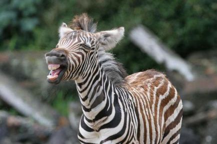 De ce nu au fost încă domesticite zebra