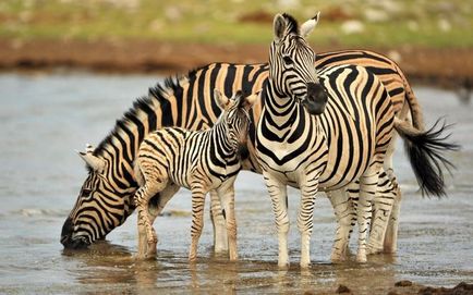 De ce nu au fost încă domesticite zebra