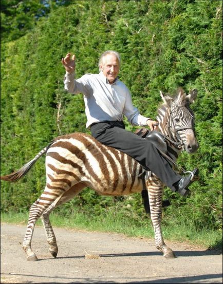 De ce nu au fost încă domesticite zebra