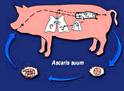 De ce purceii de tuse trata ascaridoza porcilor, planta agroindustriala