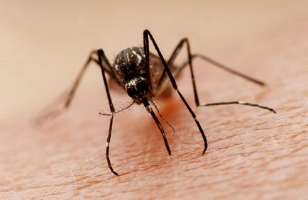 Miért szúnyogok inni a vérünket