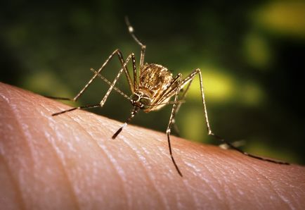Чому комарі п'ють нашу кров