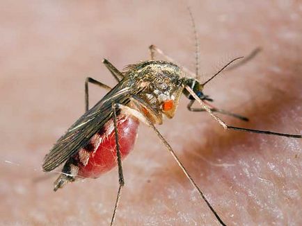 Miért szúnyogok inni a vérünket