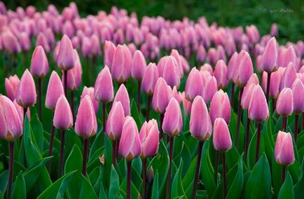 Чому не цвітуть тюльпани, ростуть одні листя фото і відео - eтепліца