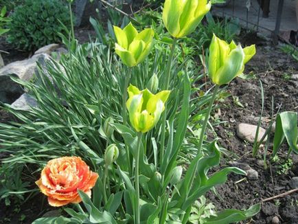 Чому не цвітуть тюльпани, ростуть одні листя фото і відео - eтепліца