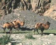 Чому верблюди живуть в пустелі