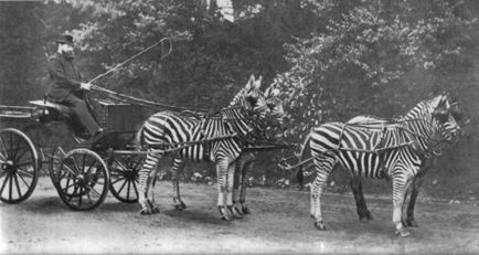 De ce zebrele nu au devenit animale de companie