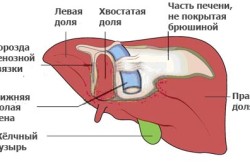 Підготовка до процедури УЗД печінки