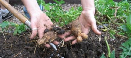Pregătirea solului pentru cartofi - vila potrivită