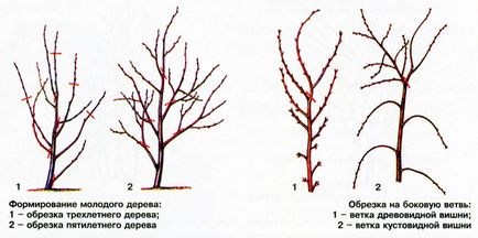 Pregătirea cireșelor pentru înghețurile de iarnă care vă încălzesc copacul preferat