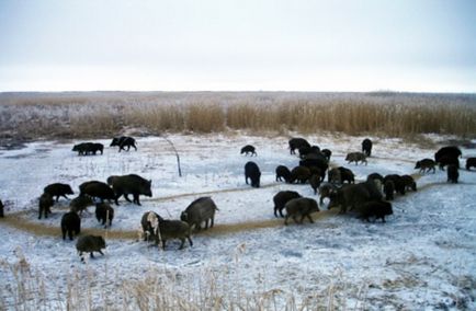 Îmbrăcămintea de sus a animalelor sălbatice