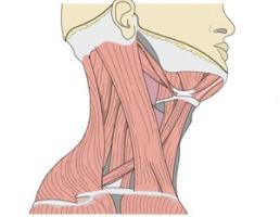 Hyoid os