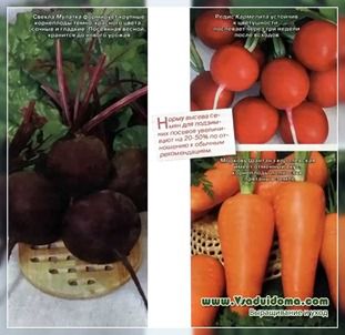 Podzimniy însămânțare de sfecla, morcovi și ceapă, un site despre o grădină, o reședință de vară și plante casa