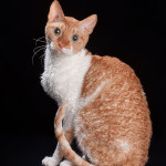 Semi-și cu păr lung, rase de pisici