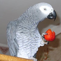 Parrot este foarte necesar să o cunoști