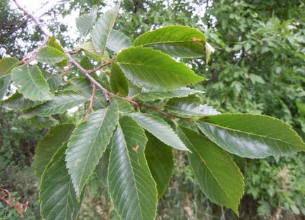 Tipuri populare de elm (karagach, ilm) cu o descriere detaliată