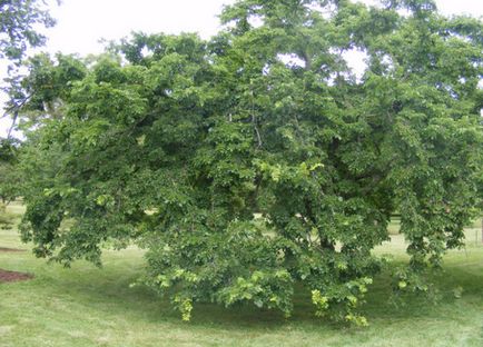 Tipuri populare de elm (karagach, ilm) cu o descriere detaliată