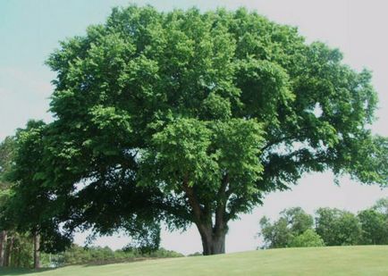Népszerű típusú szil (szil, szil) részletes leírása (Ulmus glabra) Népszerű típusú szil (szil, szil) részletes leírása