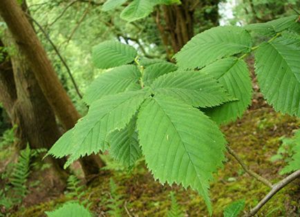 Tipuri populare de elm (karagach, ilm) cu o descriere detaliată