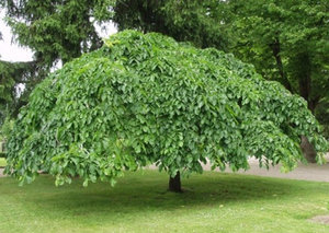 Tipuri populare de elm (karagach, ilm) cu o descriere detaliată