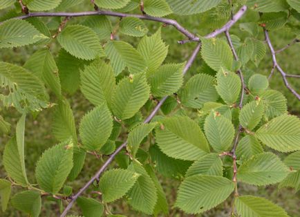 Tipuri populare de elm (karagach, ilm) cu o descriere detaliată