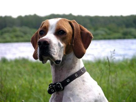 Câine de câine pointer colecție de fotografii de adulți și cățeluși