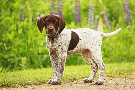 Câine de câine pointer colecție de fotografii de adulți și cățeluși