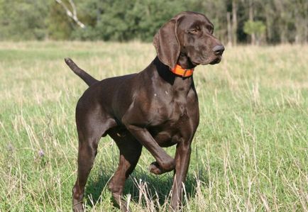 Câine de câine pointer colecție de fotografii de adulți și cățeluși