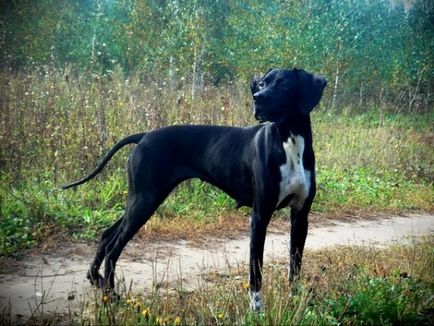 Câine de câine pointer colecție de fotografii de adulți și cățeluși