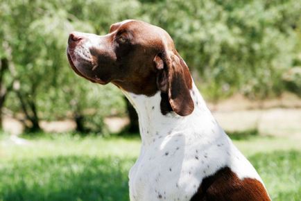 Câine de câine pointer colecție de fotografii de adulți și cățeluși