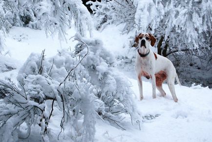 Câine de câine pointer colecție de fotografii de adulți și cățeluși