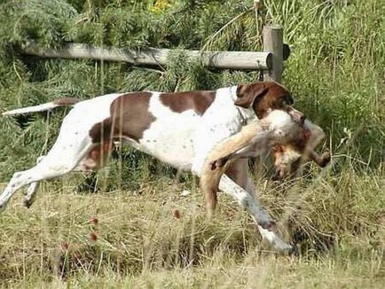 Câine de câine pointer colecție de fotografii de adulți și cățeluși